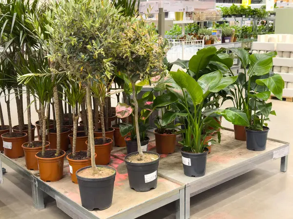 Bahçe merkezindeki saksılarda sergilenen çeşitli yeşil bitkiler..