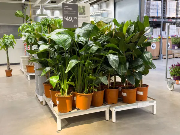 Bahçe merkezinde satılık saksı bitkileriyle birlikte kapalı yeşil sergi..