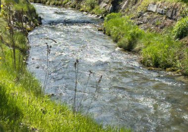 Güneşli doğal ortamda yemyeşil yemyeşil akan huzurlu bir dere..