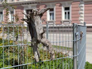 Yıpranmış ağaç kütüğü şehir bahçesindeki metal çitlere sıkışmış..