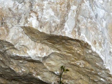 Tabanında büyüyen küçük bitkilerle desenli kaya yüzeyi..
