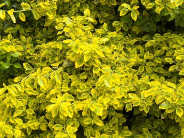 Yemyeşil ve sarı yapraklar güneş ışığında çeşitlenir..