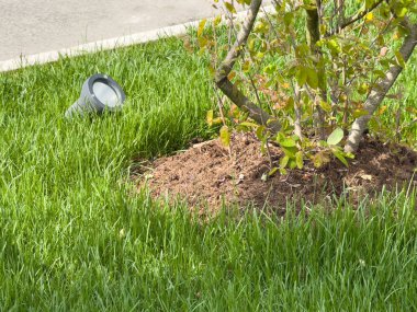 Bahçe ışıkları, yeşil çimlerin üzerinde taze gübre ile aydınlatan ağaç..