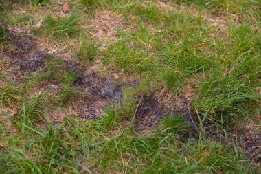 Parlak yeşil çimenlerdeki koyu lekeler, yakın zamanda meydana gelen bir yangın olayının göstergesi. Yanmış toprak parçaları, bereketli bıçaklarla çelişiyor. Doğanın esnekliğini ve iyileşme sürecini vurguluyor.