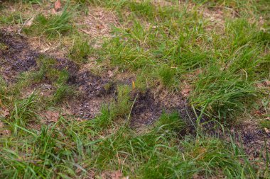 Yeşil çimenler üzerinde yanan küçük bir ateşin kalıntıları, canlı çimen yaprakları ve toprakla çevrili, açık havada yanmış toprak ve yemyeşil bitki örtüsü arasındaki zıtlığı vurguluyor.