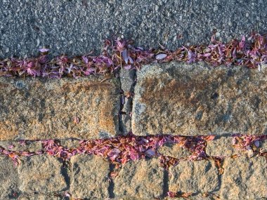 Yıpranmış taş ve asfalt Kaldırımda pembe yapraklar.