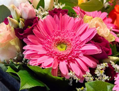 Parlak pembe Gerbera papatyası ve karışık çiçekli güneş ışığı..