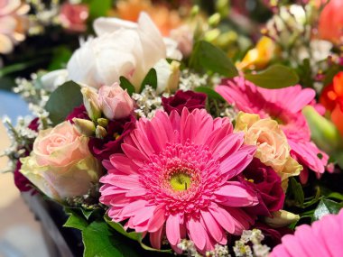 Canlı pembe gerbera papatyaları ve güneş ışığında güller..