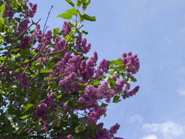 Güneşli bir günde açık mavi gökyüzüne karşı açan leylaklar..