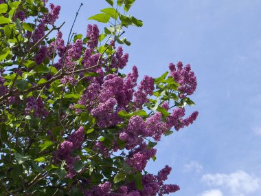 İlkbaharda açık mavi gökyüzünde canlı leylak çiçekleri açar..