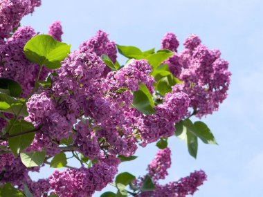 Parlak leylak, açık mavi gökyüzünde çiçek açar..