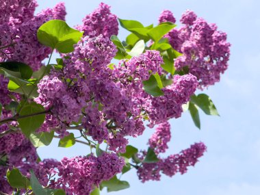 Açık mavi gökyüzünde açan canlı mor leylaklar..