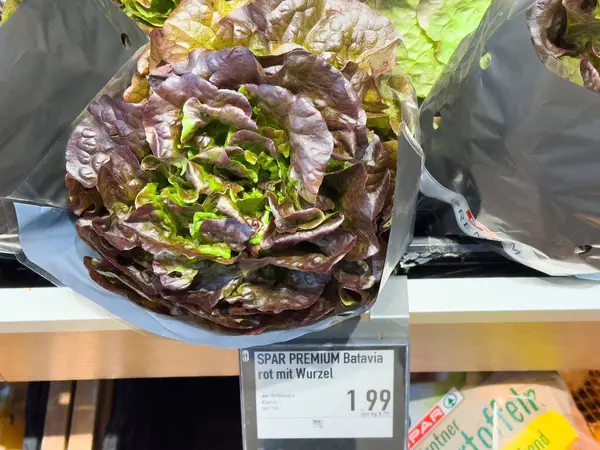 Villach, Avusturya - Mayıs 06, 2025: Kırmızı Batavia marulu bakkalda güzelce düzenlenmiştir, taze görünümünü ve kaliteli kalitesini ön plana çıkarmaktadır.