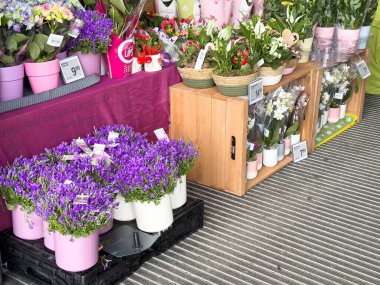 Çiçek sergisi, çiçek saksısı ve renkli çiçeklerle dolu bir pazarda.