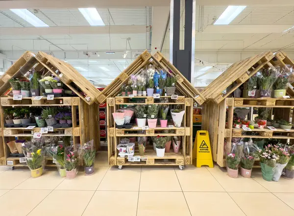 Ahşap raflar ve çeşitli saksı bitkileriyle kapalı bahçe vitrinleri..