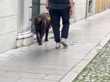 Beyaz erkek, şehir kaldırımında büyük bir köpek gezdiriyor..
