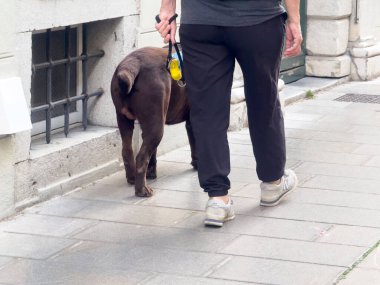 Beyaz yetişkin köpek şehir kaldırımında yürüyor..