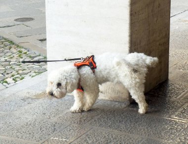 Beyaz kıvırcık köpek dışarıda turuncu koşum takımı giyerken kaldırımı kokluyor..