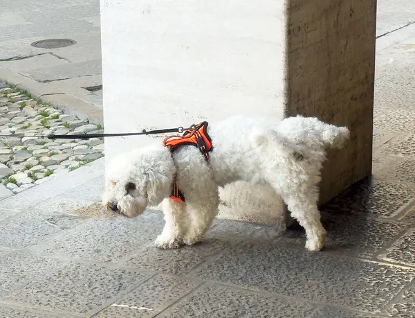 Beyaz kıvırcık köpek dışarıda turuncu koşum takımı giyerken kaldırımı kokluyor..
