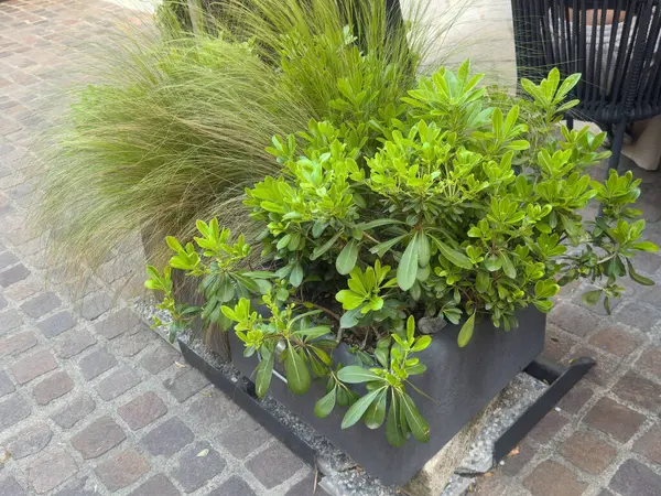 Çağdaş kentsel tarlada yemyeşil yapraklar parke taşı caddesinde..