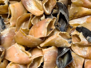 Doğal inek boynuzlarına yakın çekim. El yapımı ve evcil hayvan çiğnemede kullanılır..