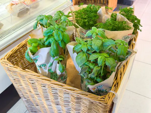 Marketteki sepette taze fesleğen ve maydanoz bitkileri..