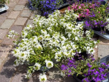 Kombine yolda canlı karışık çiçekler..