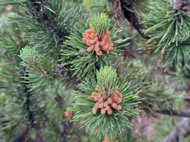 Ormanda yeşil çam iğnelerinin kahverengi koni ile yakın plan çekimi..