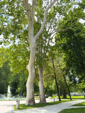 Çeşmeli, uzun ağaçlı, yemyeşil bir parkta güneşli bir gün..