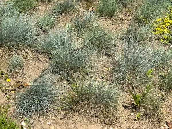 Çeşit çeşit otlar ve seyrek kır çiçekleri doğal bir manzara ortamında.