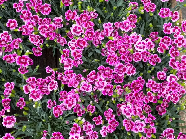 Canlı pembe karanfiller bir bahçede çiçek açıyor..