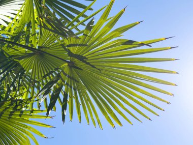 Güneşli yeşil palmiye yaprakları açık mavi gökyüzüne karşı.