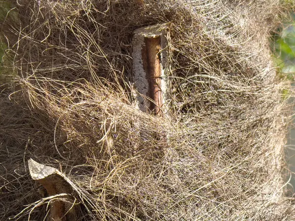 Doğal ortamında kahverengi lifli desenli palmiye kabuğu..