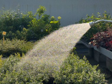Bahçe hortumları çiçek açan serada bitkileri suluyor..