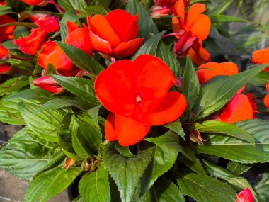 Yeşillik yeşilliklerle çiçeklenmiş canlı kırmızı sabırsızlar..