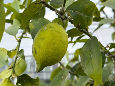 Ağaç dalına yeşil limon yakın çekim doğal ayarı ile yapraklar.