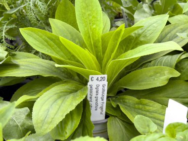 Bahçe merkezinde fiyat etiketi sergilenen yeşil geniş yapraklı muz.