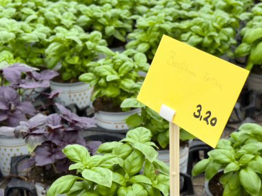 Fresh green and purple basil plants for sale at market with price tag.