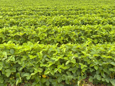 Tarlada yetişen yemyeşil çilek bitkileri..