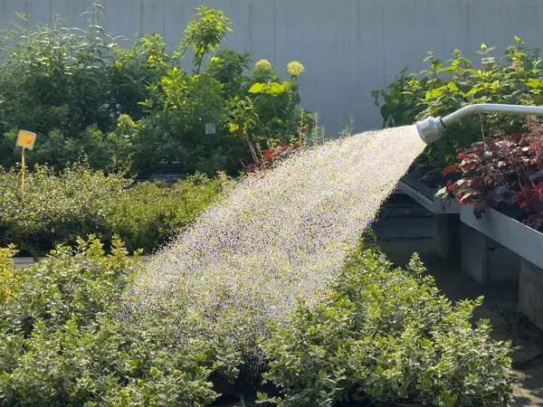 Güneşli bir günde yemyeşil bitkileri sulayan yemyeşil bir bahçe..