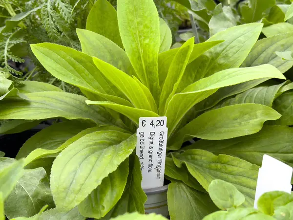 Bahçe merkezinde fiyat etiketi sergilenen yeşil geniş yapraklı muz.