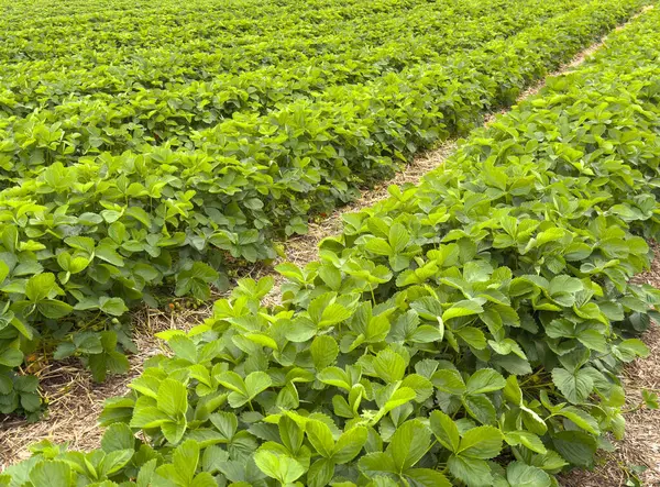 Tomurcuklanan tarım alanında yemyeşil renkli canlı çilek ağaçları..