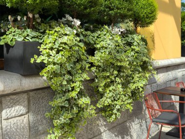 Açık havada güneşli bir kafenin duvarında, yemyeşil yeşil yapraklar asılı..