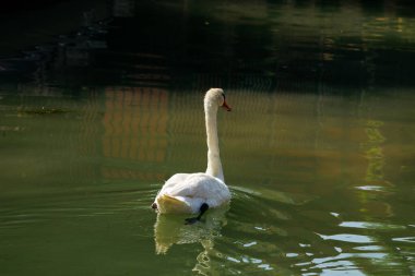 Huzurlu göl sularında doğal ortamda süzülen zarif kuğu..
