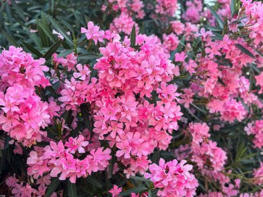 Canlı pembe zakkum tomurcukları yemyeşil çiçeklerle dolu..