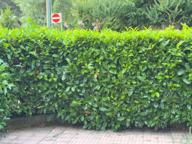 Yoğun yeşil çit kentsel park ayarlarına imza atmayın.