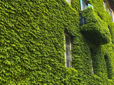 Villach, Avusturya - 15 Temmuz 2025: Yemyeşil sarmaşıklarla bezenmiş kentsel bina cephesi, pencere ve balkon içeriyor, fotokopi alanı ile doğal bir estetik yaratıyor