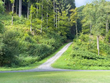 Gün ışığında yemyeşil tepelerin ve yüksek ağaçların arasından geçen manzaralı orman yolu..