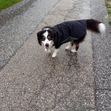 Yağmurluklu Sınır Çobanı ıslak kaldırımda duruyor.