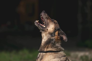 Alman çoban köpeği dışarıda uluyor, ağzı açık ve gözleri kapalı..
